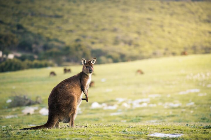 Kangaroo at Stoke Bay (Ben Goode)