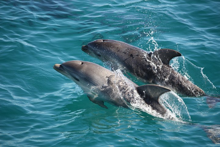 Experience the joy of playful dolphins leaping through the waves in Port Phillip Bay creating unforgettable memories during an exciting sightseeing cruise along the stunning Mornington Peninsula.