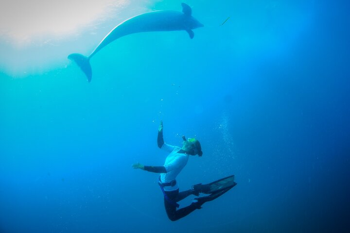 Swim with wild Dolphins and Seals Mornington Peninsula - Photo 1 of 17