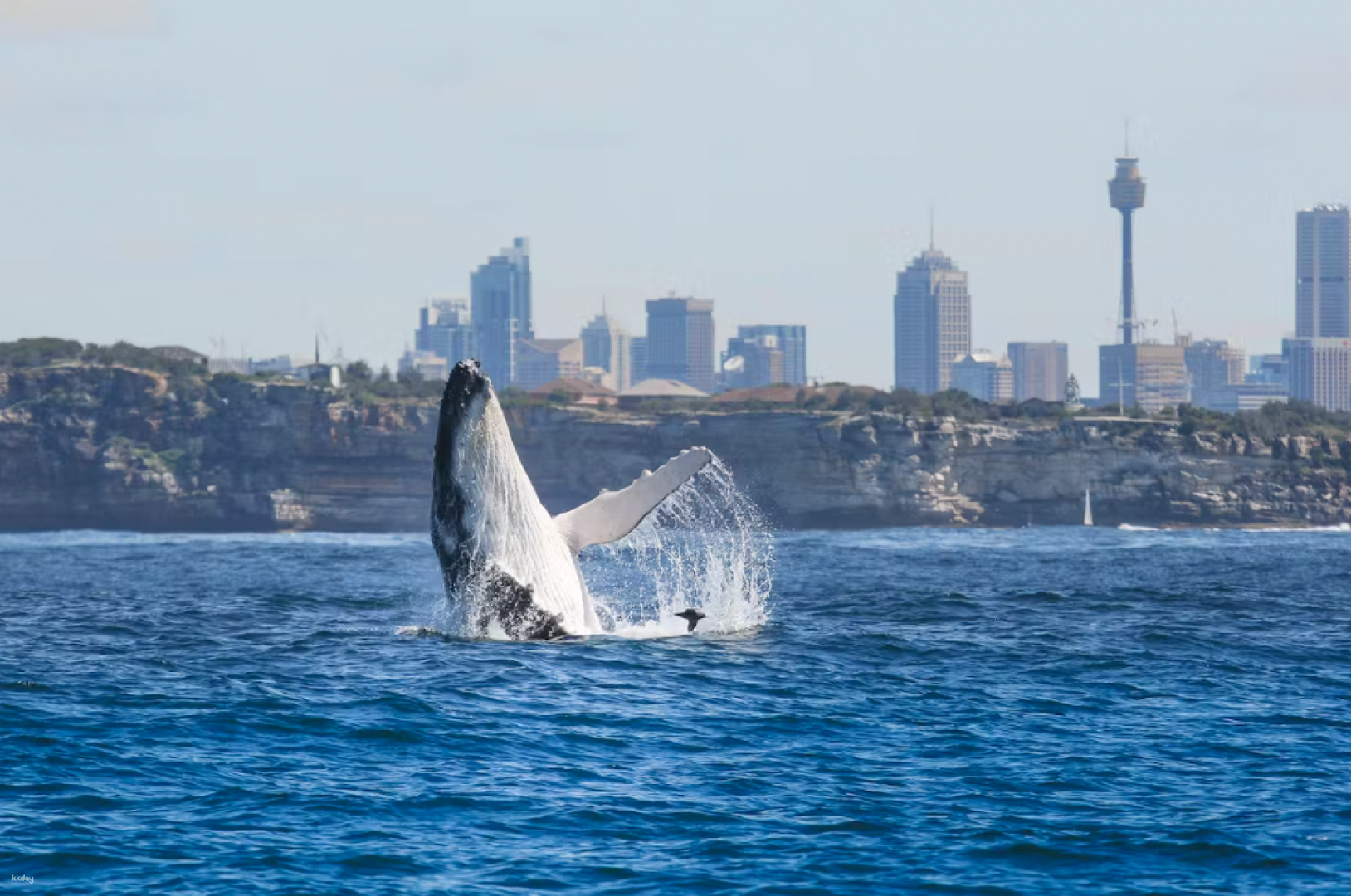 2.5 Hour Whale Watching Discovery Cruise on Fantasea Cruising | Sydney - Photo 1 of 10