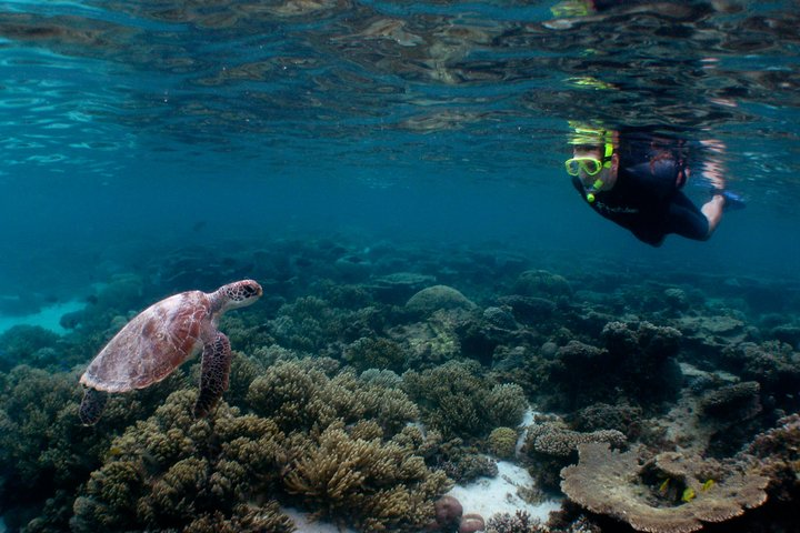 Snorkeller with Turtle