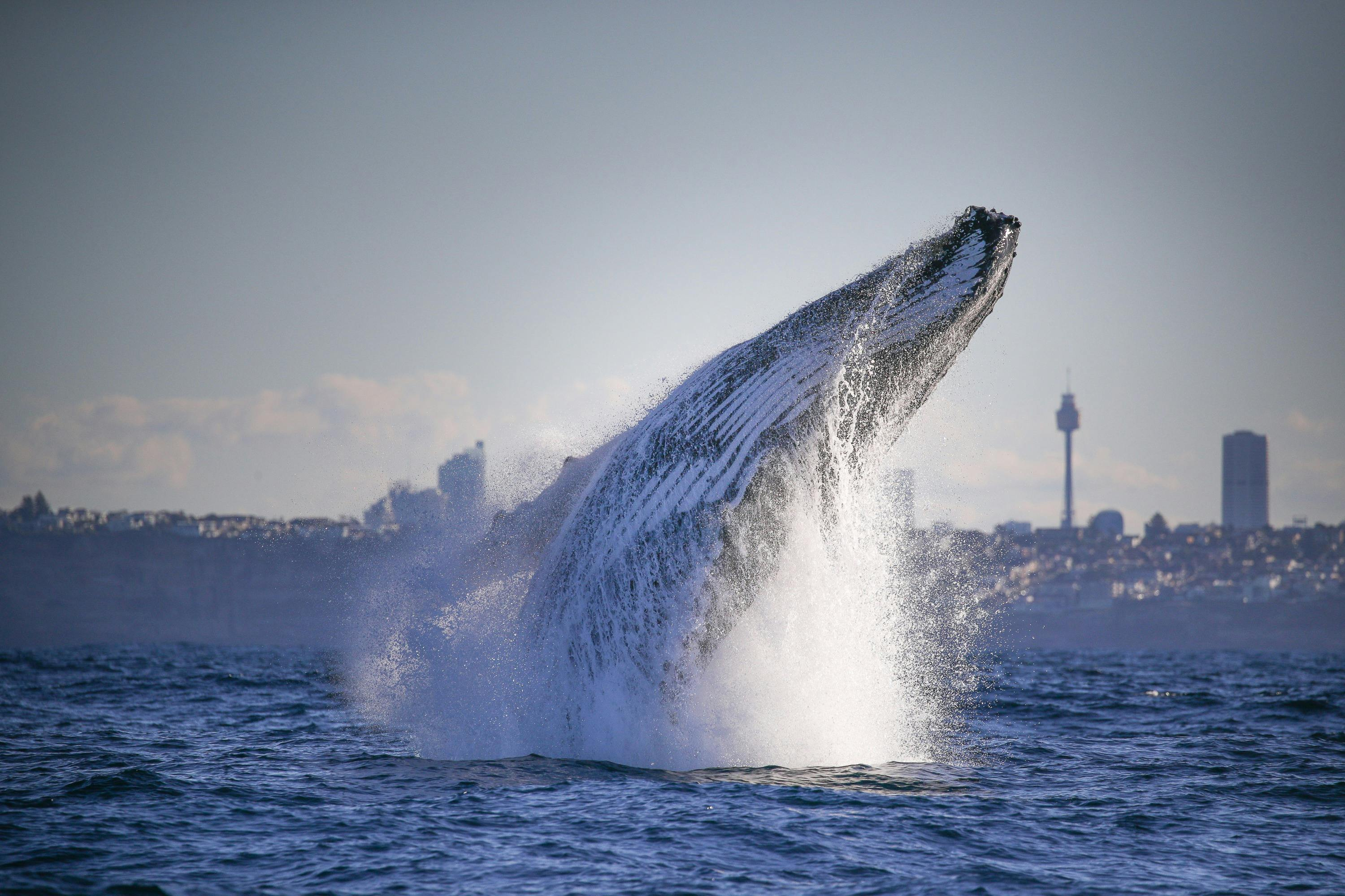Sydney Harbour: 2.5-Hr Whale Watching Discovery Cruise - Photo 1 of 7