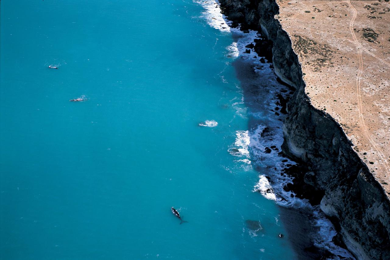 3-Day Whale Watching Tour from Ceduna  - Photo 1 of 10
