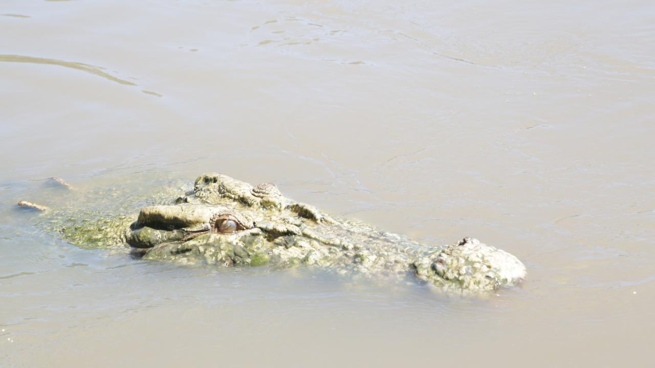 Jumping Crocs & Nature Adventure (D7) - Photo 1 of 2