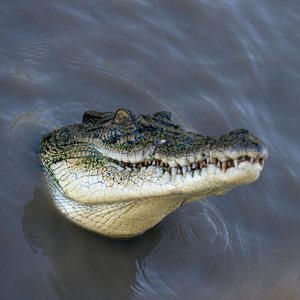 Adelaide River Jumping Croc Cruise (D7) - Photo 1 of 3