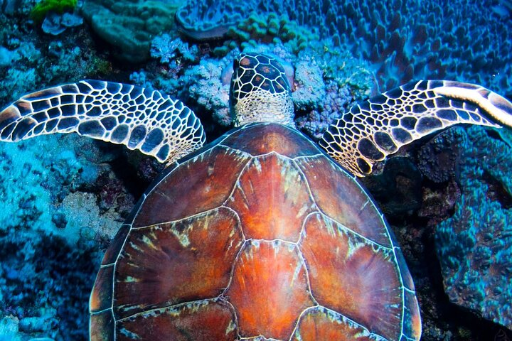 ABC everyone loves a turtle