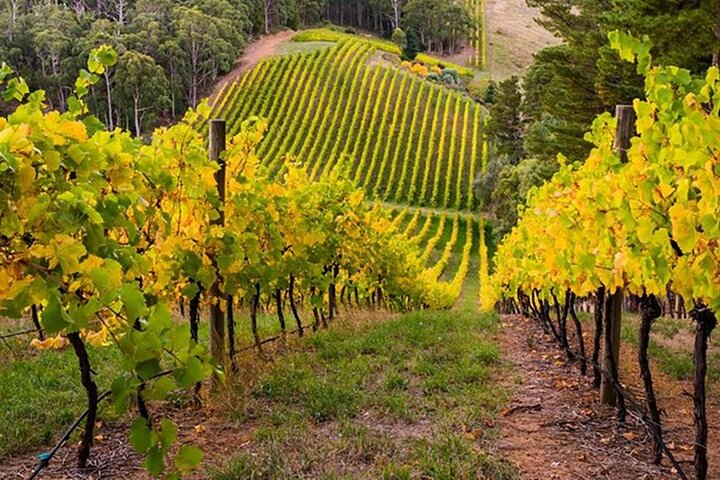 Adelaide Hills Divine Wine Tour in Adelaide Pelago