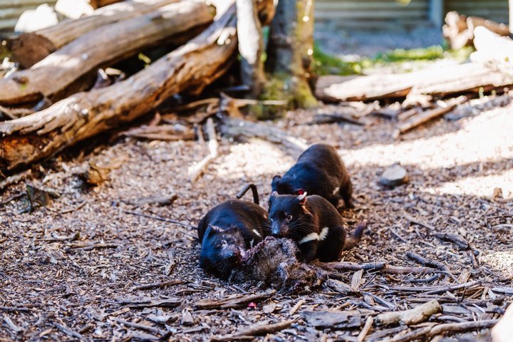 After Dark Tasmanian Devil Feeding Tour at Cradle Mountain - Photo 1 of 11