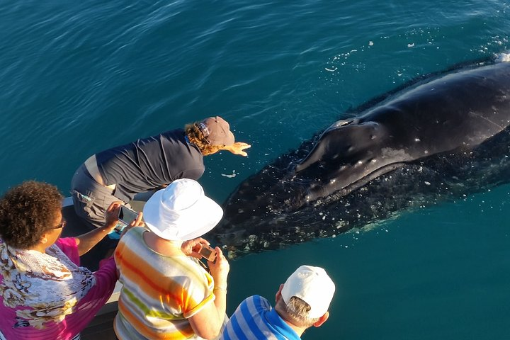 Humpback whale coming to say hello to customers onboard AOC