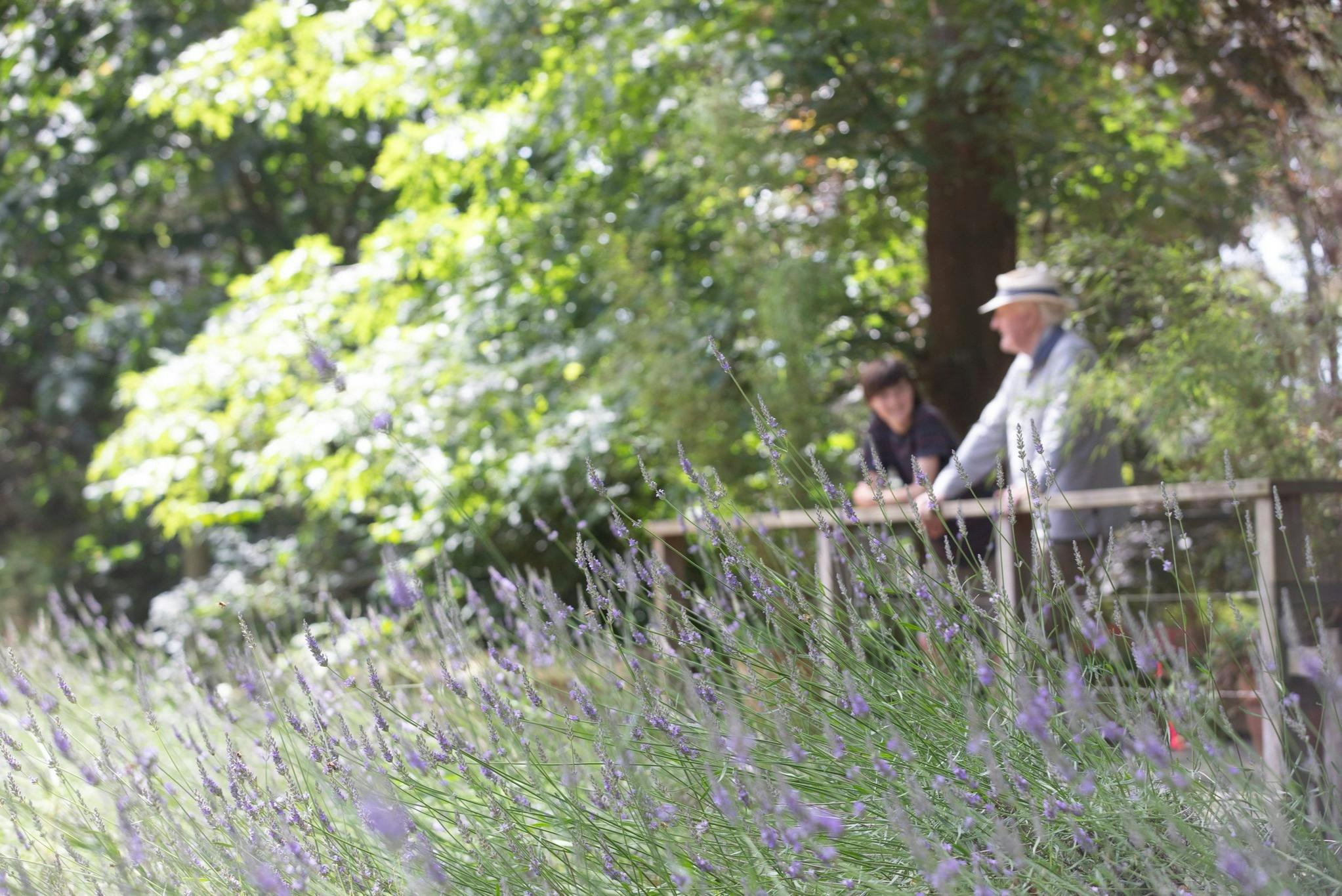 Ashcombe Maze & Lavender Gardens: Entry Ticket - Photo 1 of 3