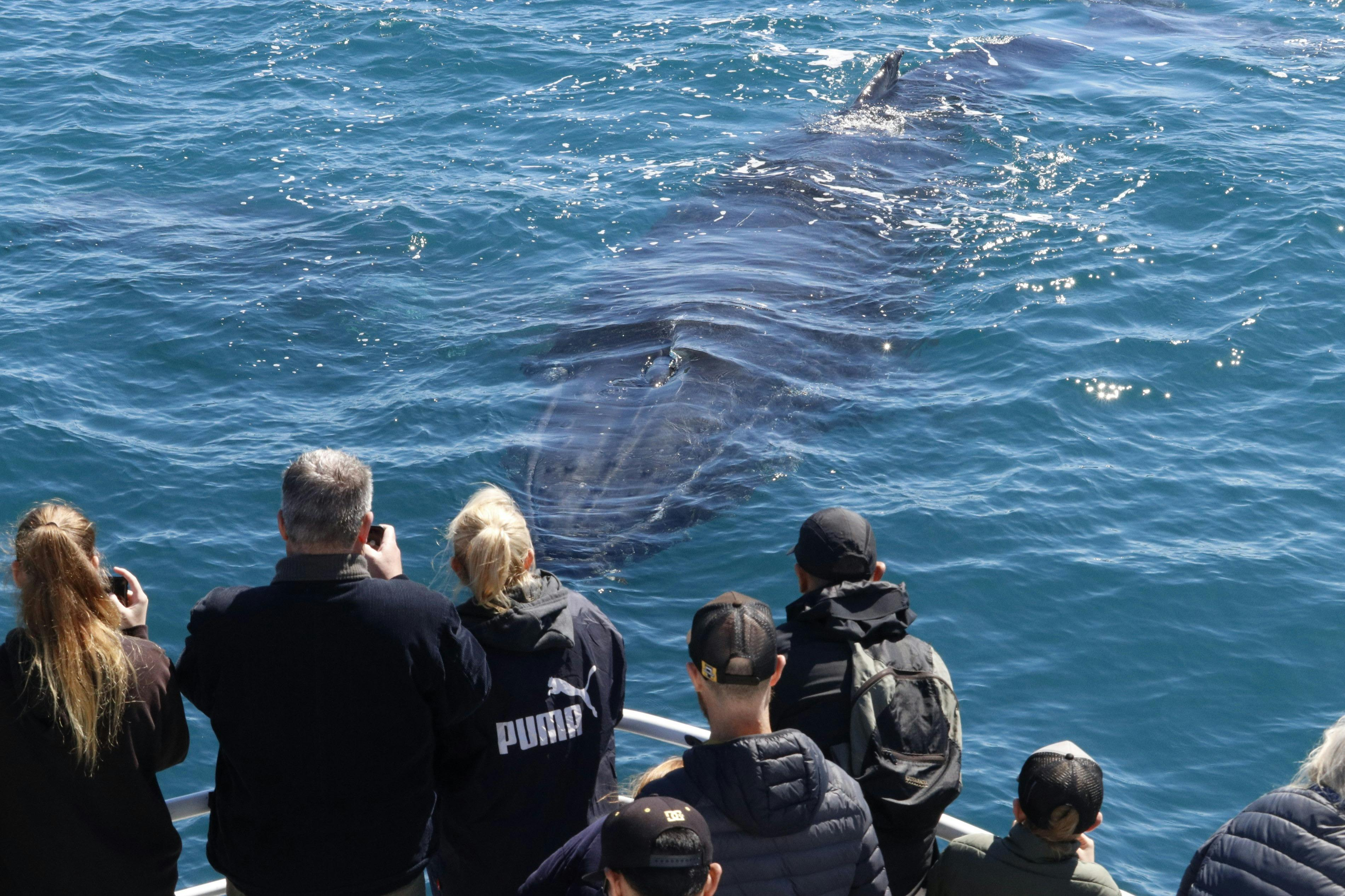 Augusta: Whale Watching Tour - Photo 1 of 8