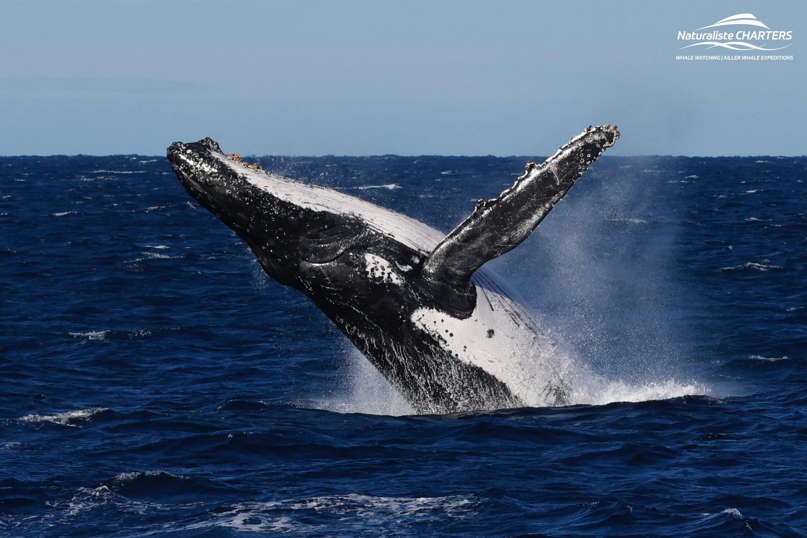 Augusta: Whale Watching Tour - Photo 1 of 8