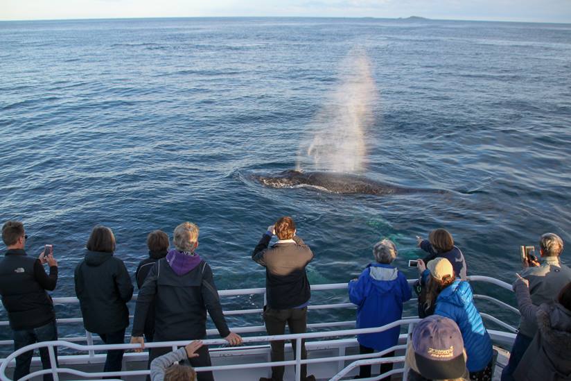 Augusta Whale Watching Eco Tours - Photo 1 of 11