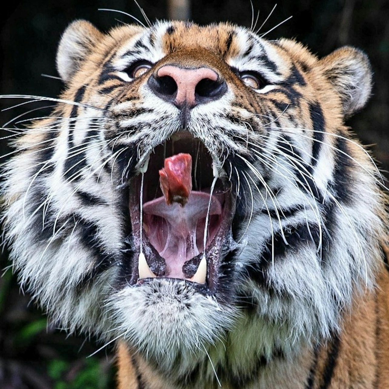 Taman Margasatwa Ballarat - Photo 1 of 3