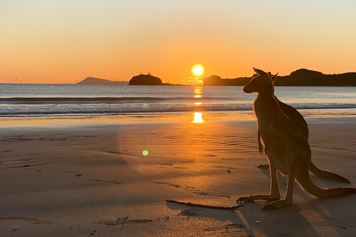 Beach Sunrise with the Wallabies - Photo 1 of 7