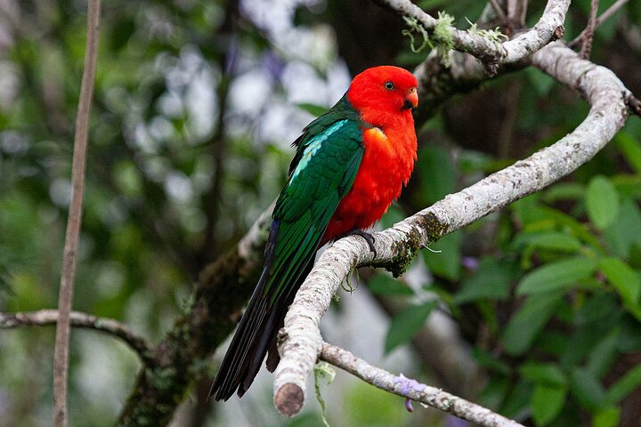 King Parrot
