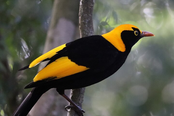 Regent Bower Bird