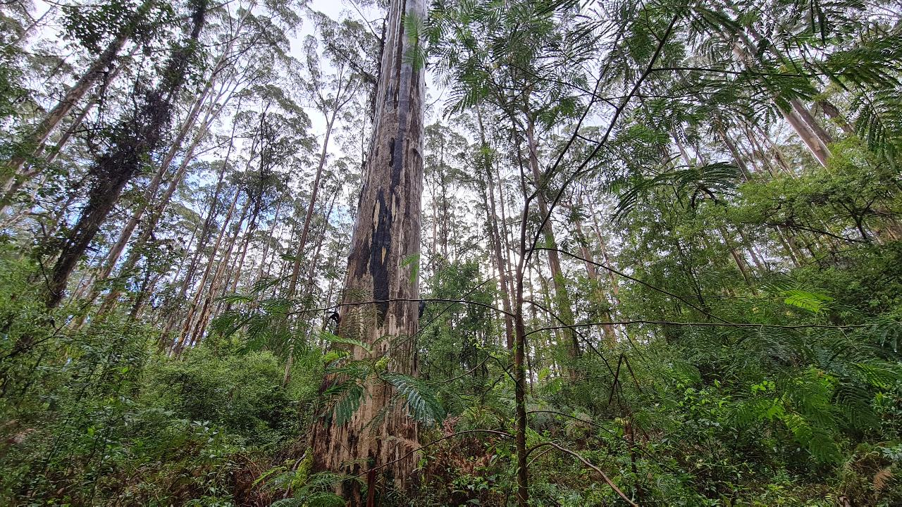 Bibbulmun Track | Pemberton - Northcliffe Pack & Camp 3 Day Hike - Photo 1 of 6