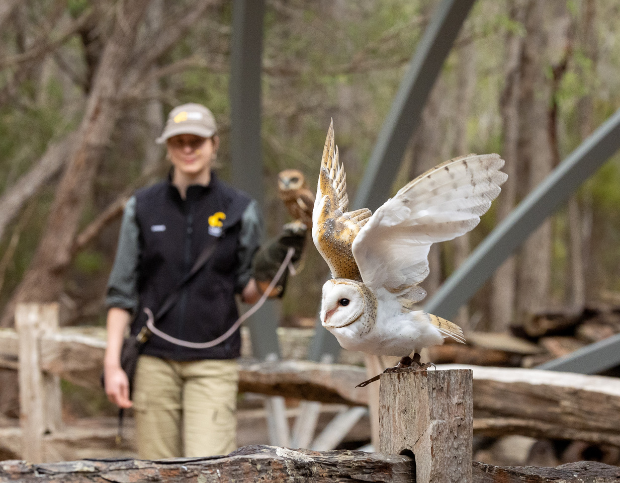 Bird of Prey Trail and Flight Display - Photo 1 of 6