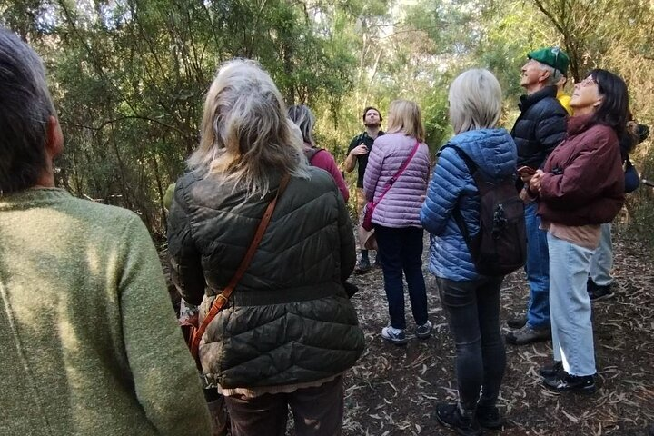 Explore Melbourne's rich birdlife with experienced guides as you discover unique species like Fairywrens and Frogmouths amidst lush greenery and serene surroundings. Connect with nature like never before.