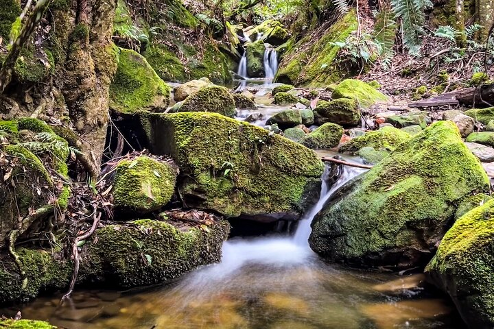 Rainforest Long Exposure