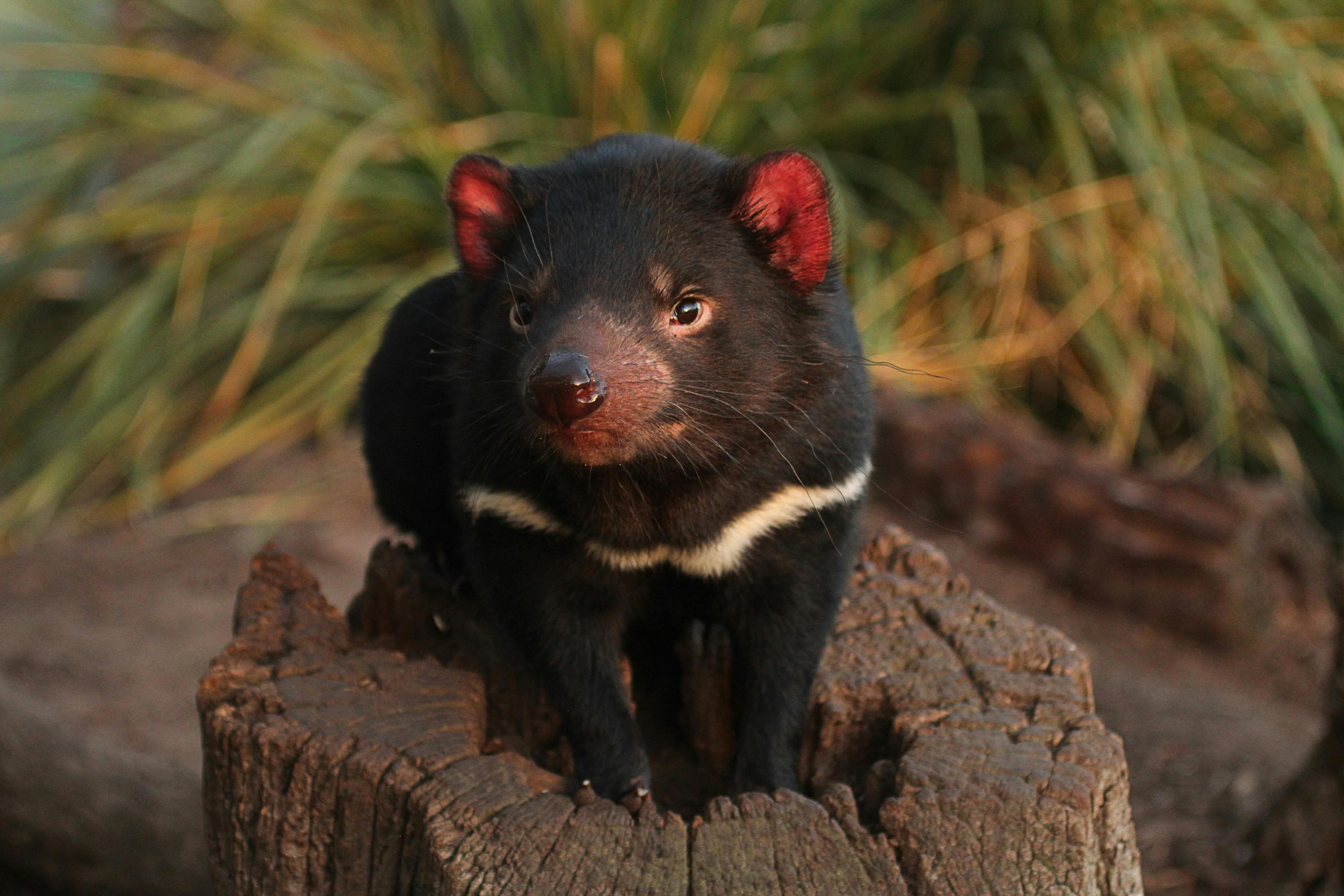 Bonorong Wildlife Sanctuary: Sanctuary Night Tour (SNT) - Photo 1 of 12