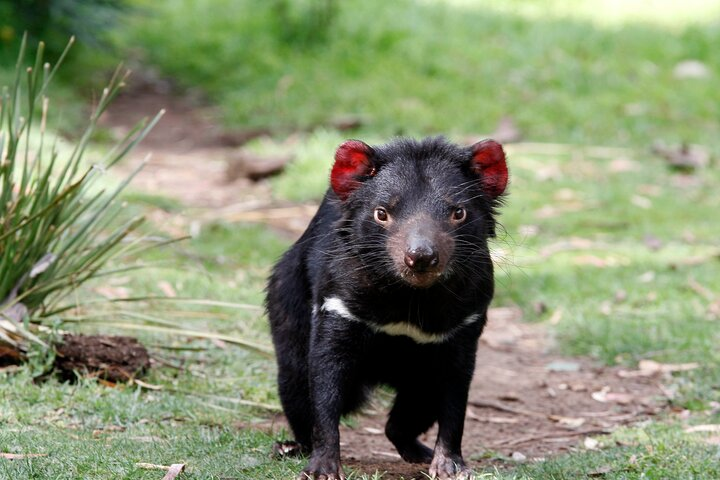 Tasmanian Devil