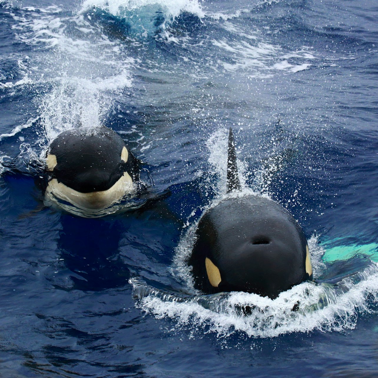 Bremer Bay: Killer Whale Watching Tour - Photo 1 of 8