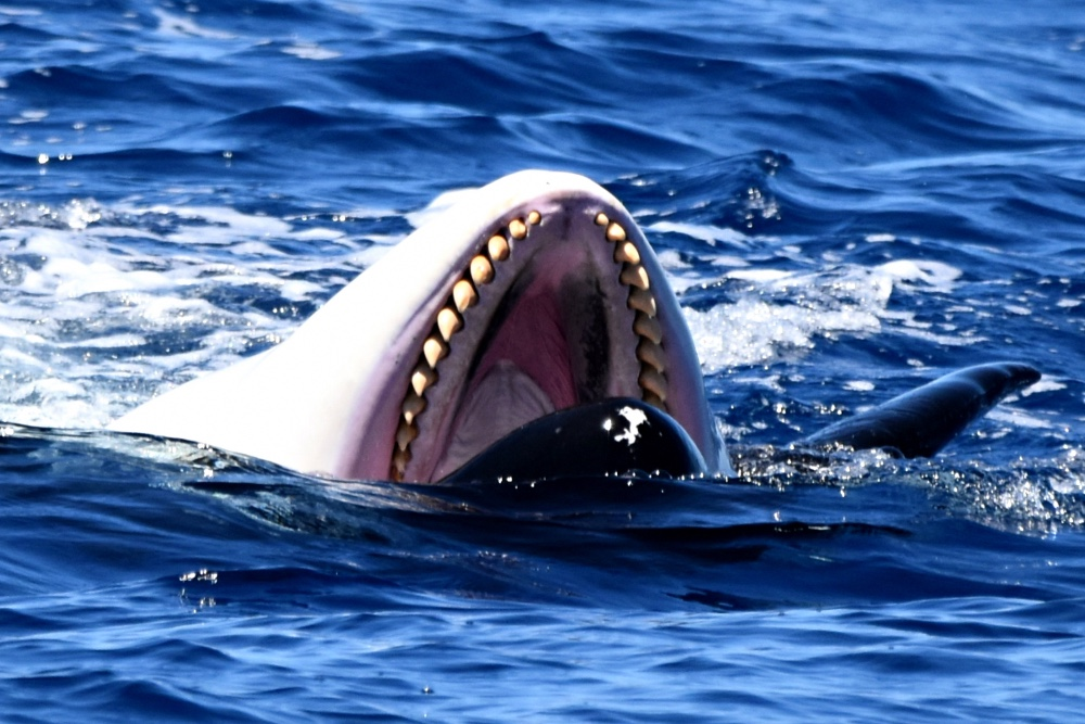 Bremer Bay Orca Experience ex Albany ~ FREE Return Courtesy Bus ~ - Photo 1 of 19