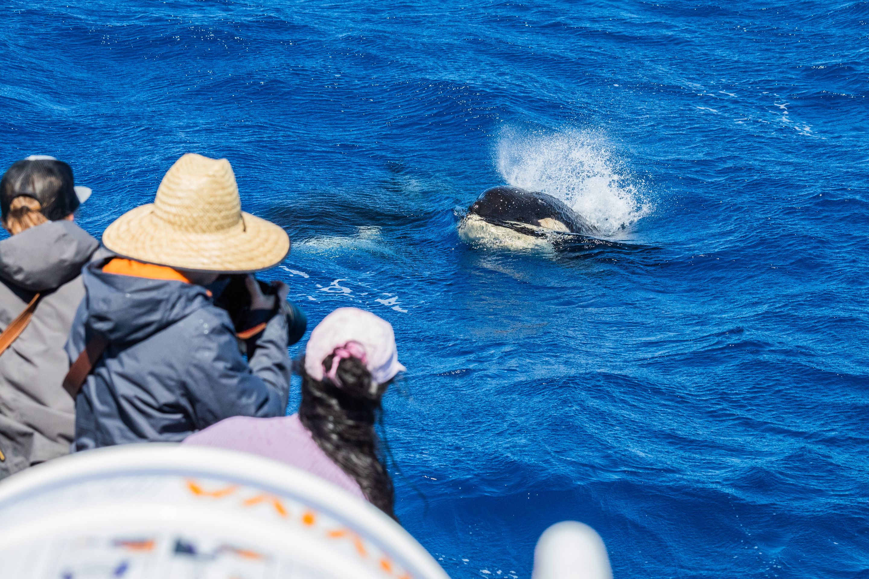 Bremer Canyon Killer Whale (Orca) Expedition - Photo 1 of 10