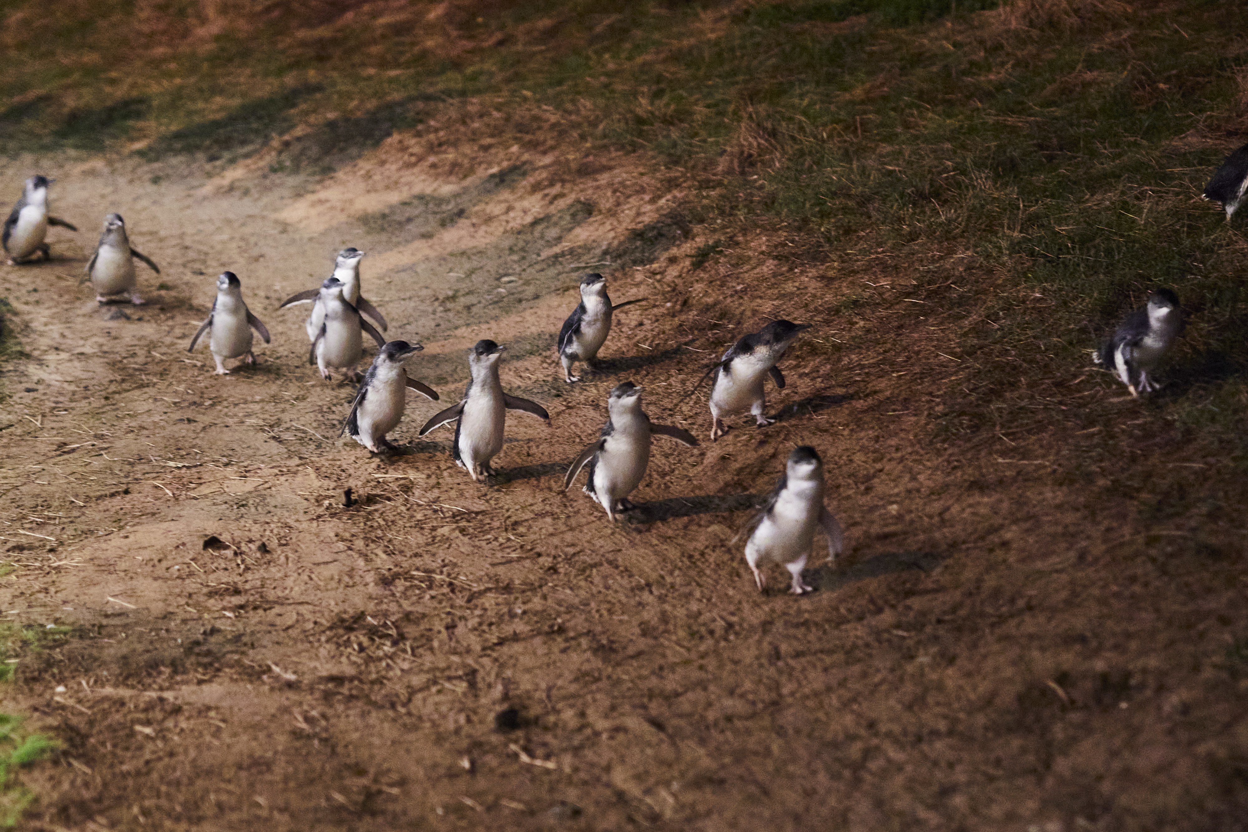 Witness the delightful Penguin Parade as little penguins waddle home after a day of adventure. Perfect for nature lovers seeking a unique wildlife experience in Melbourne.