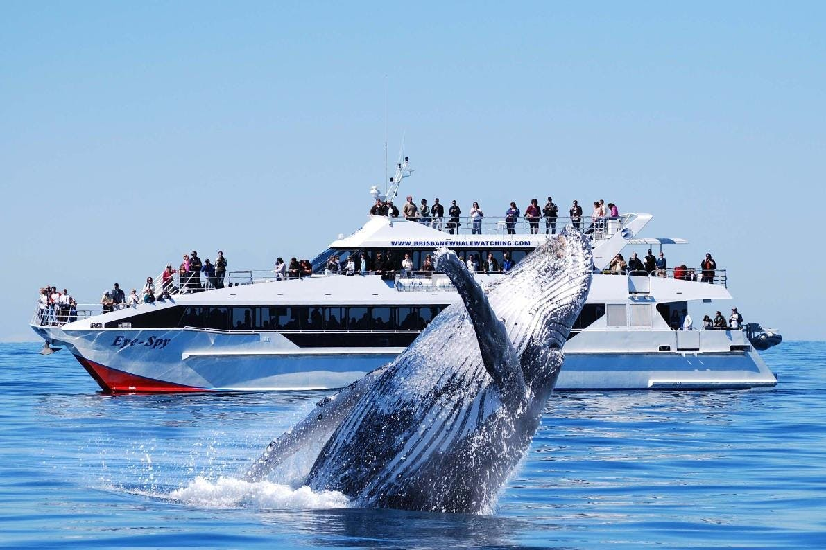 Brisbane: Whale Watching Cruise + Lunch - Photo 1 of 6