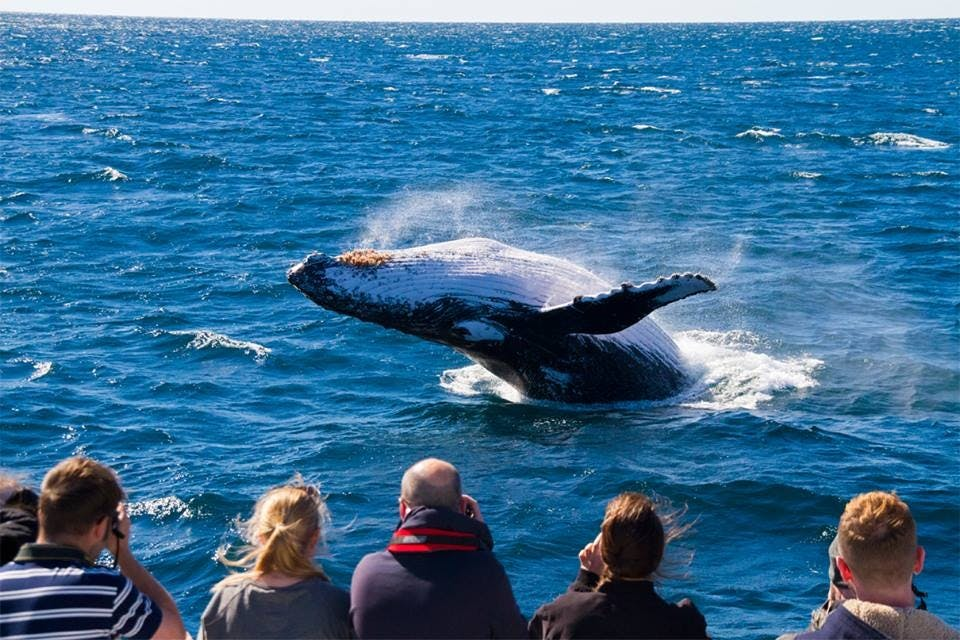 Brisbane: Whale Watching Tour + Transfers + Lunch - Photo 1 of 6