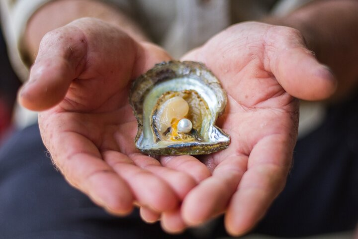 Australian Akoya pearl oyster