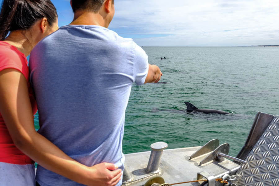 Spot bottlenose dolphins playing and swimming in Koombana Bay while enjoying a comfortable cruise with expert insights guiding you through this unforgettable marine encounter. Perfect for nature lovers!