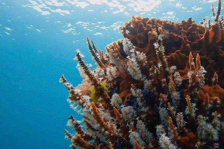 Busselton Jetty and Underwater Sculptures Snorkel Boat Tour - Photo 1 of 9