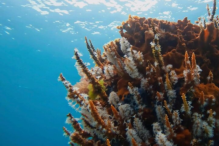 Busselton Jetty and Underwater Sculptures Snorkel Boat Tour - Photo 1 of 9