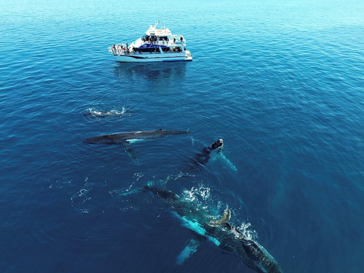 Busselton Whale Watching - Photo 1 of 15