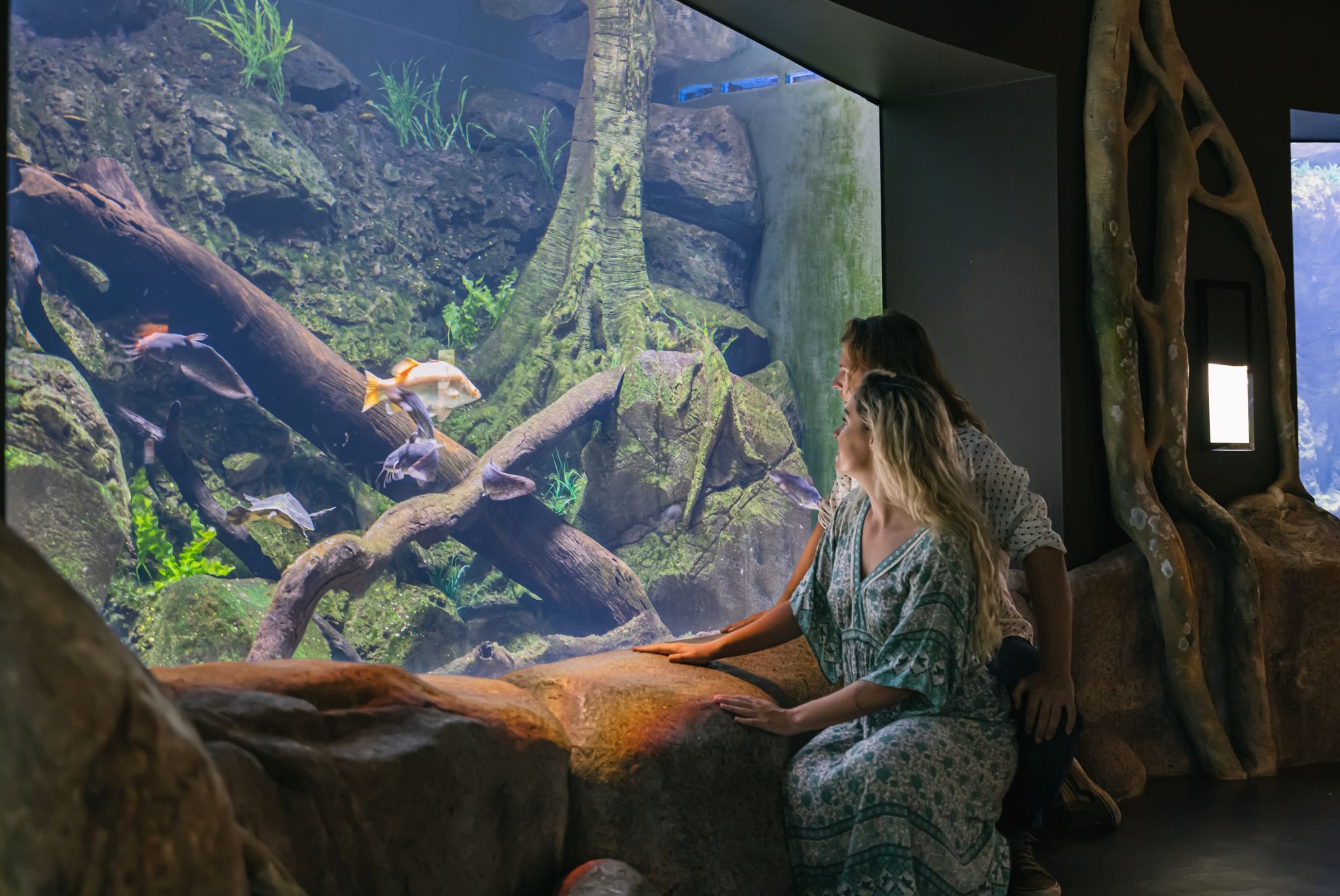 Immerse in the wonders of marine life surrounded by stunning aquatic displays as visitors connect with over 15000 creatures from the Great Barrier Reef and Wet Tropics Rainforest.