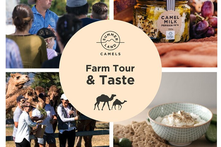 Experience the charm of Australia’s largest Camel Farm where guided tours reveal unique camel milk products and delightful interactions with these gentle animals. A must for adventurous travelers!
