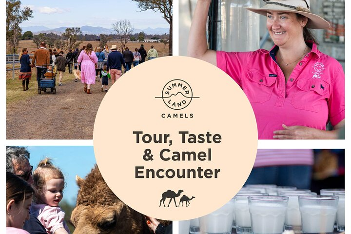 Tour, Taste & Camel Encounter - Photo 1 of 7