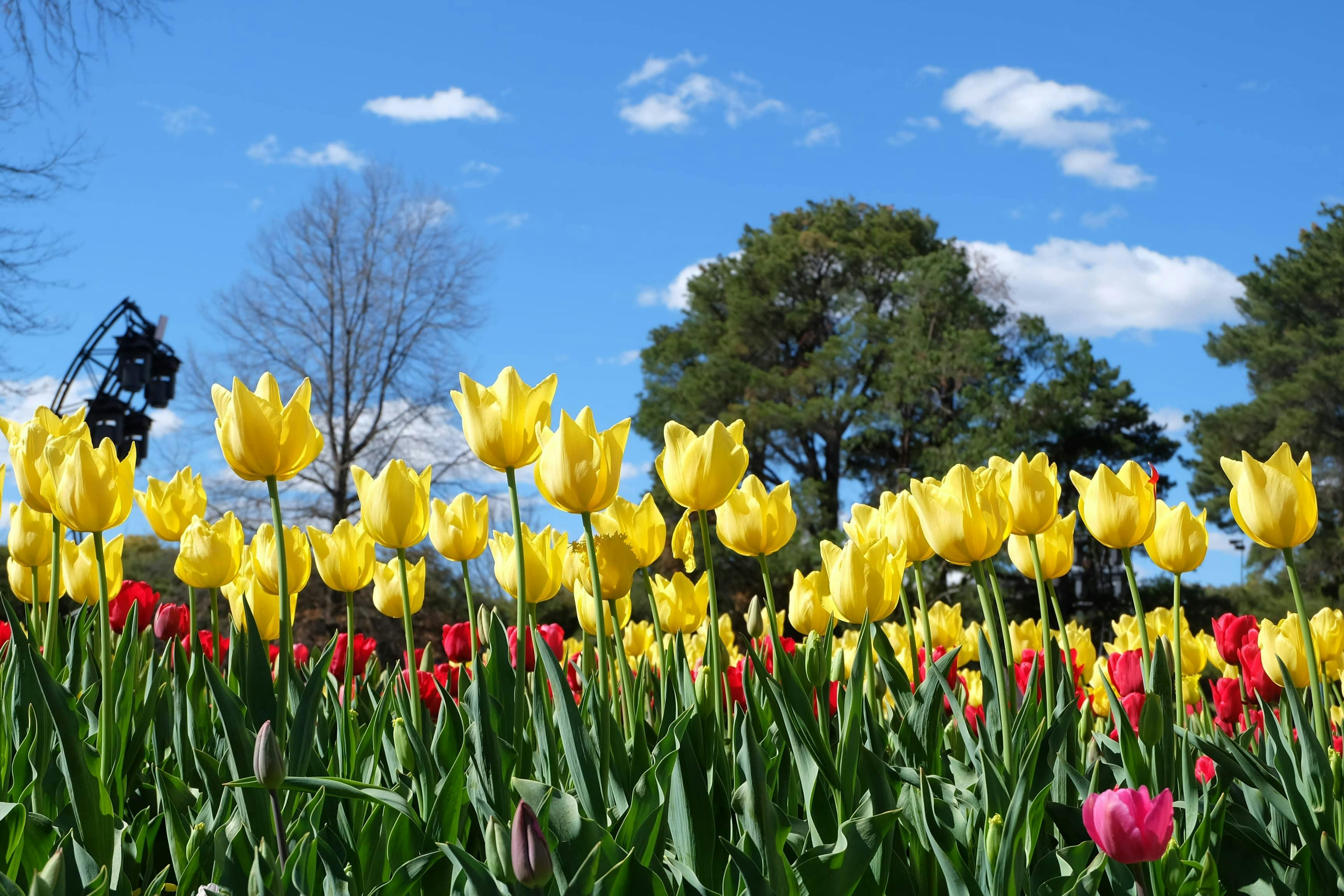 Canberra: Floriade Festival Guided Tour + Tulip Top Gardens Entry + Transfers - Photo 1 of 6