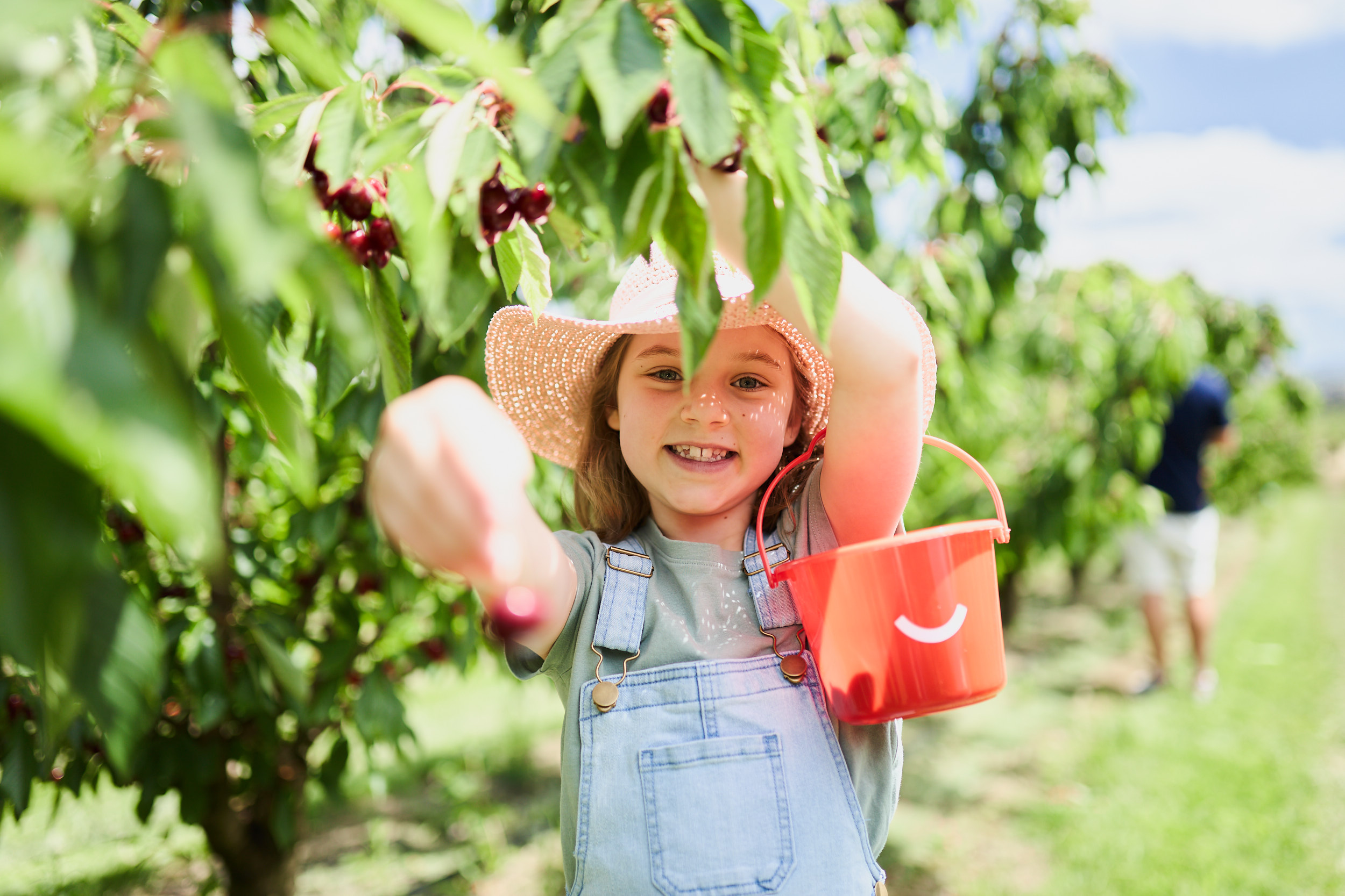 With a bucket in hand enjoy the simple pleasure of cherry picking under the sun surrounded by lush trees and the sweet taste of fresh cherries waiting to be discovered.