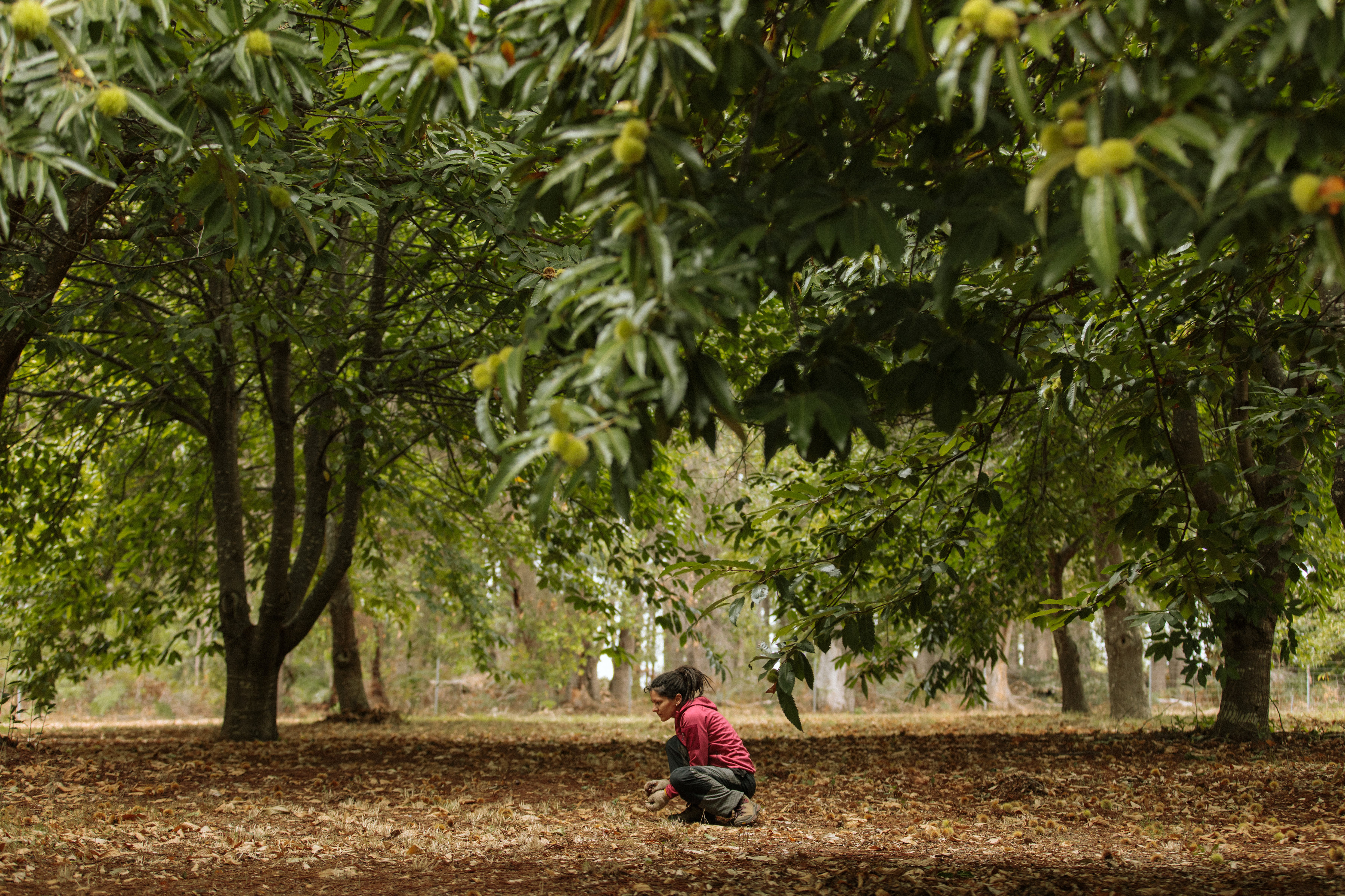 Discover the charm of organic farming as you wander through ancient chestnut trees explore unique food crops and connect with nature at Chestnut Brae Farm in Margaret River.