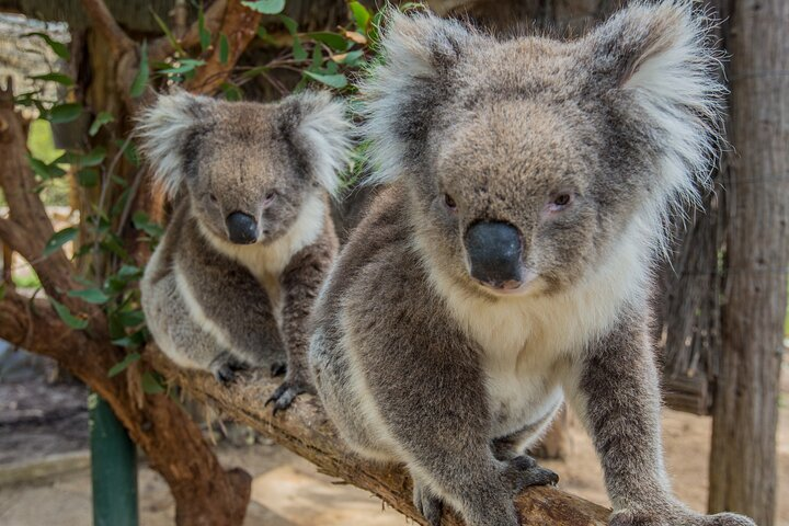 Cleland Wildlife Park Experience - from Adelaide including Mt Lofty Summit - Photo 1 of 9