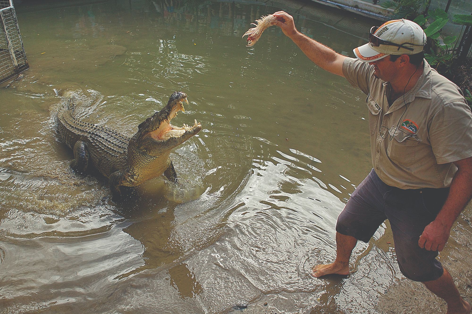 Big Croc Feed at Hartley’s Crocodile Adventures - Photo 1 of 8