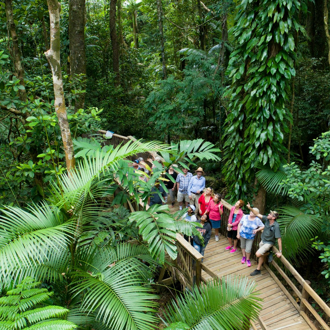 Explore the lush greenery of the Daintree Rainforest as you stroll along the canopy walk surrounded by towering trees and the sounds of nature. A true adventure awaits!