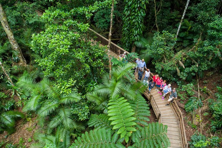 Cape Tribulation Daintree River and Bloomfield Track 