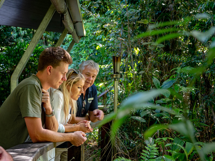 Explore the Daintree Rainforest and Mossman Gorge where ancient trees tower overhead and unique wildlife awaits discovery creating unforgettable moments amidst nature's splendor.