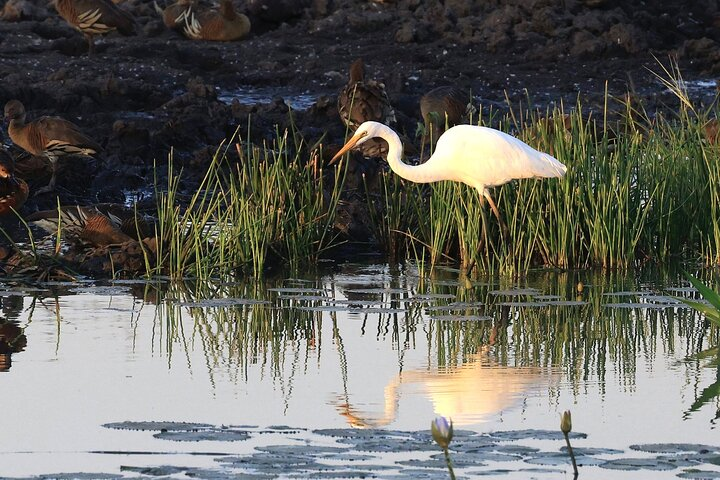 LookAbout Darwin, Wetlands & Wildlife Premium Tour - Max 6 Guests - Photo 1 of 21
